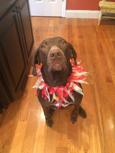/Images/uploads/Southeast German Shorthaired Pointer Rescue/segspcalendarcontest2018/entries/8950thumb.jpg